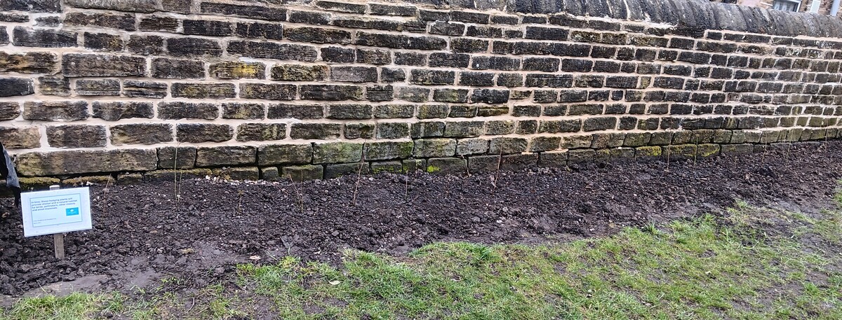 Wildlife hedge 2025